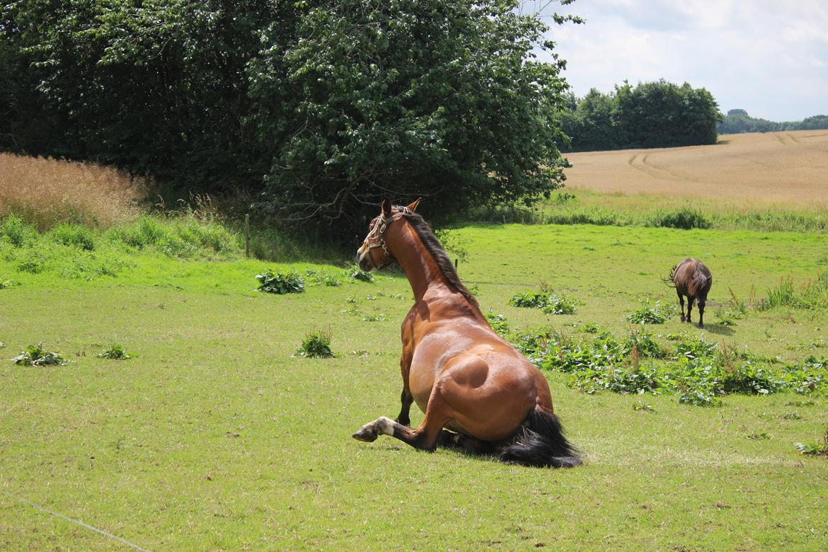 Anden særlig race Bacardi (The Lady <3) billede 24