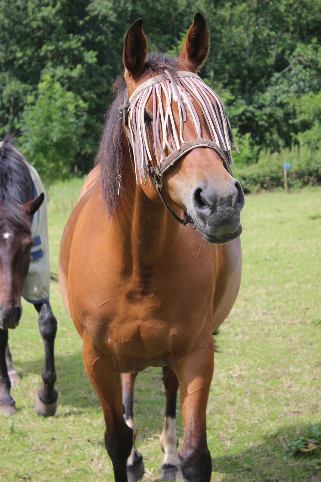 Anden særlig race Bacardi (The Lady <3) billede 16