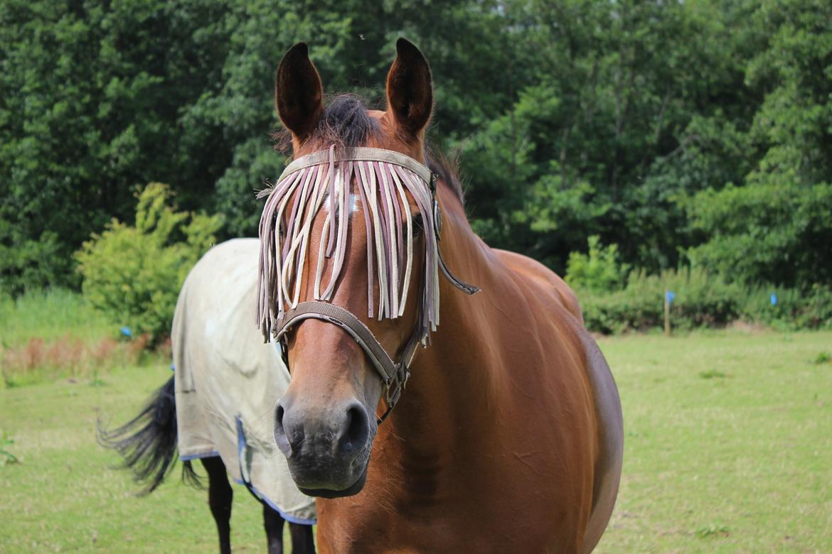 Anden særlig race Bacardi (The Lady <3) billede 13