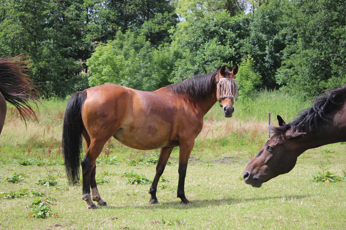 Anden særlig race Bacardi (The Lady <3) billede 8