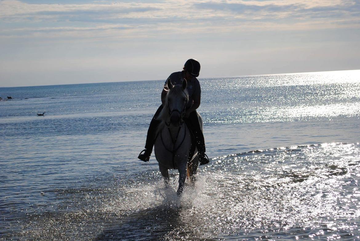 Anden særlig race Windrose's Athena billede 6