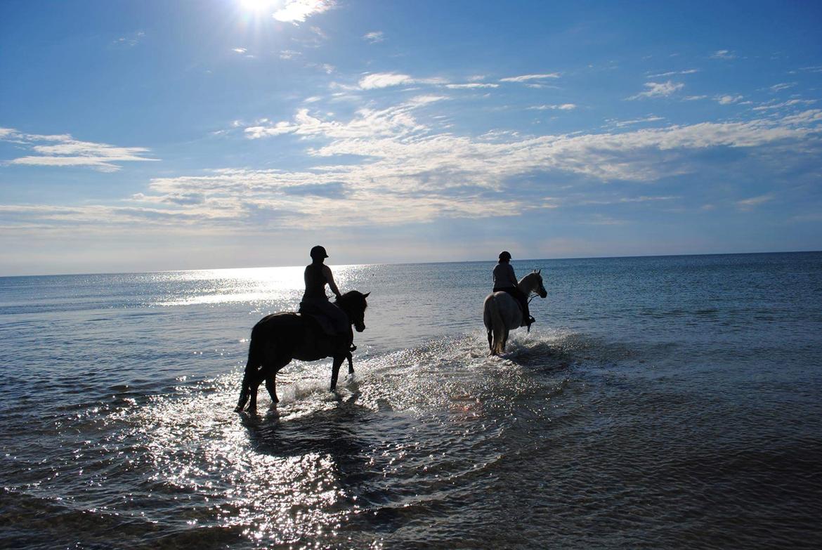 Anden særlig race Windrose's Athena billede 7