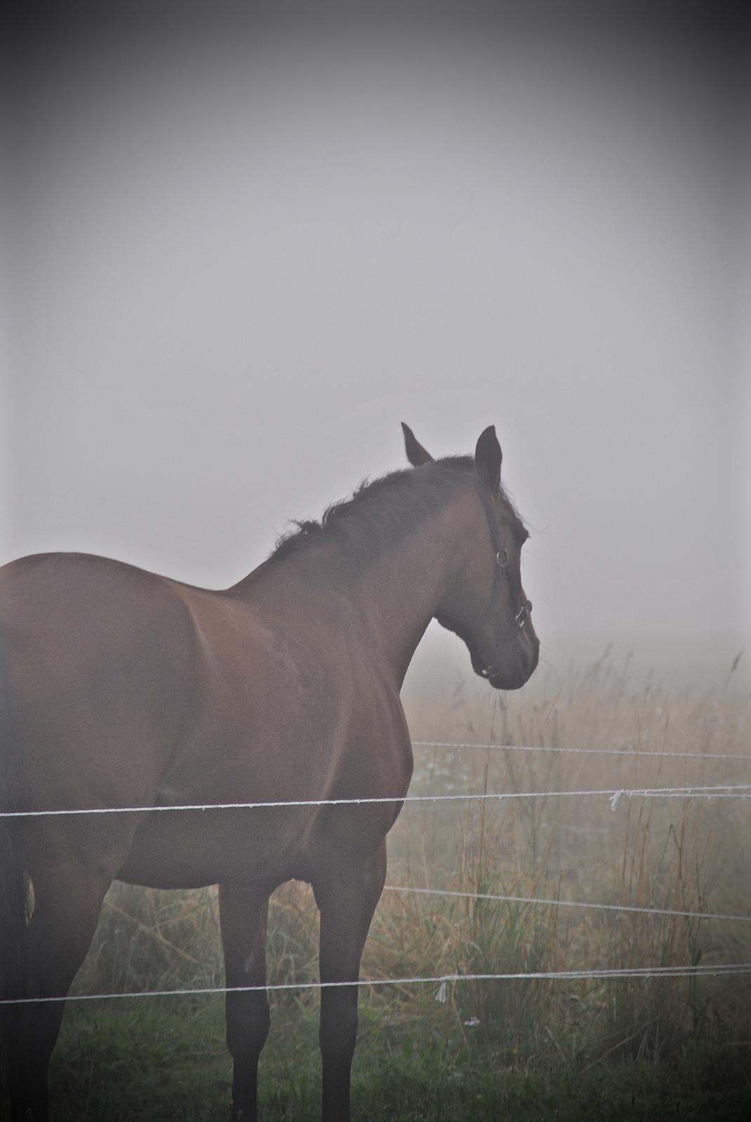 Anden særlig race Hanuzka - To understand the soul of a horse is the closest we humans can come to knowing perfection. billede 21