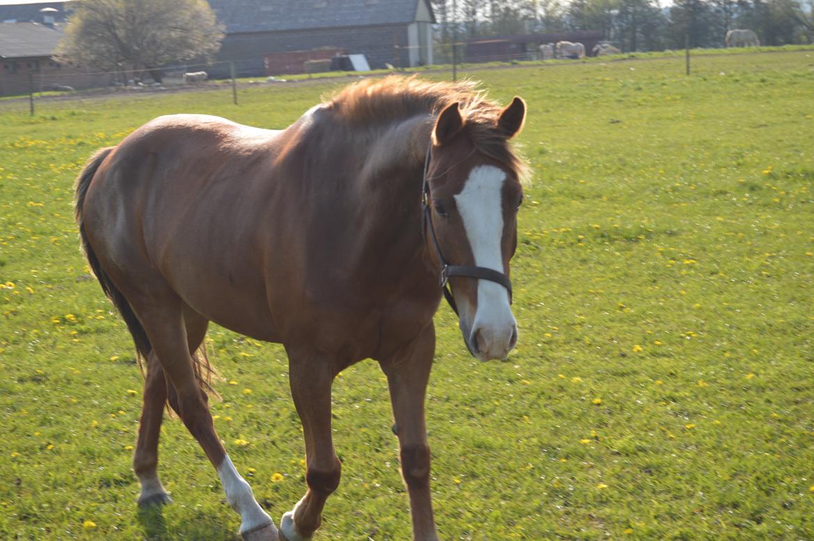 New Forest Simba billede 1