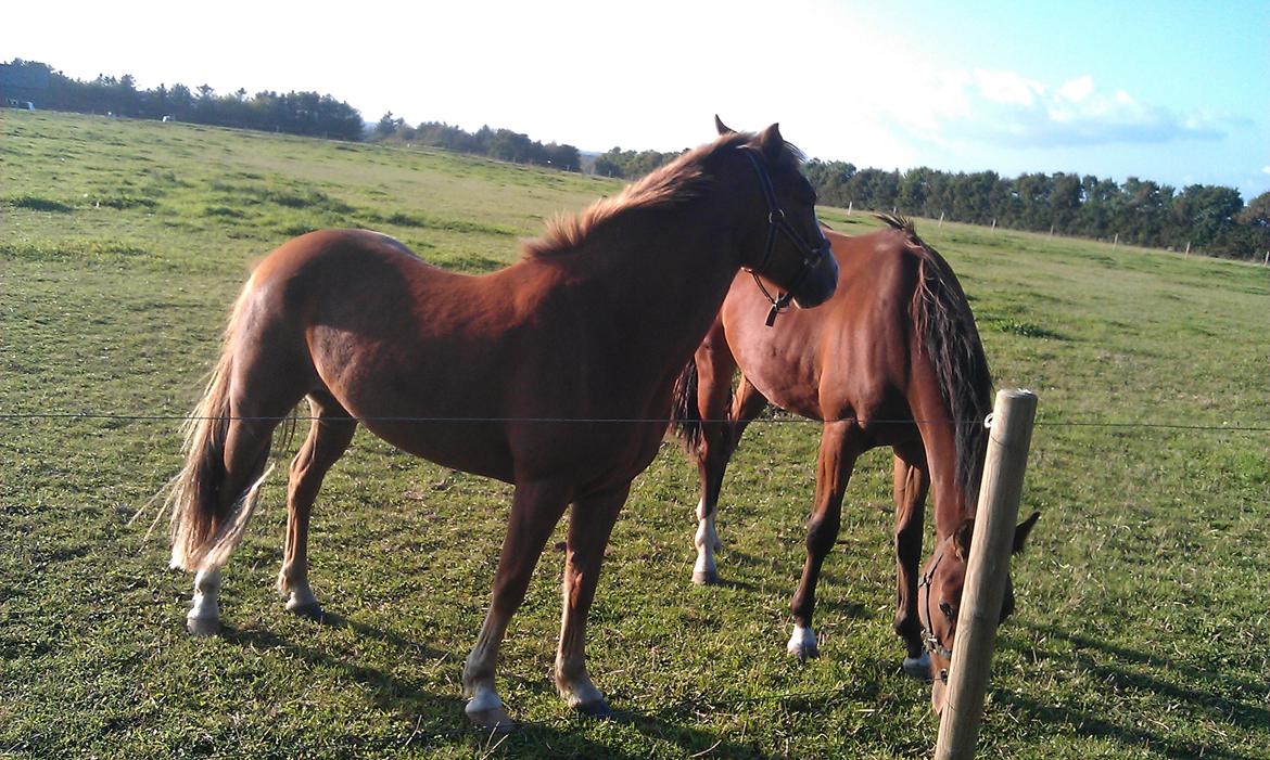 New Forest Simba billede 2