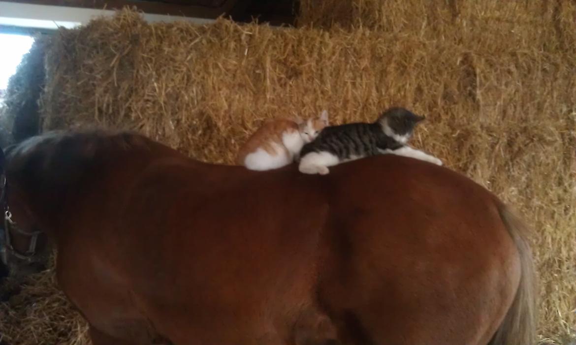 New Forest Simba billede 3