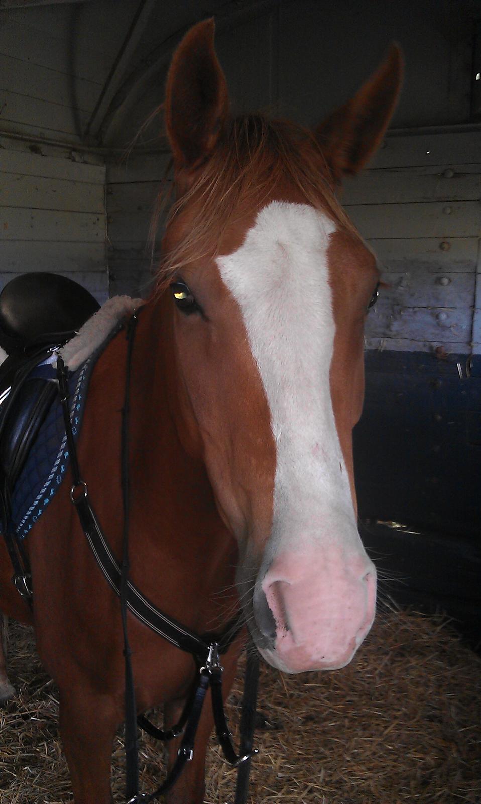 New Forest Simba billede 4