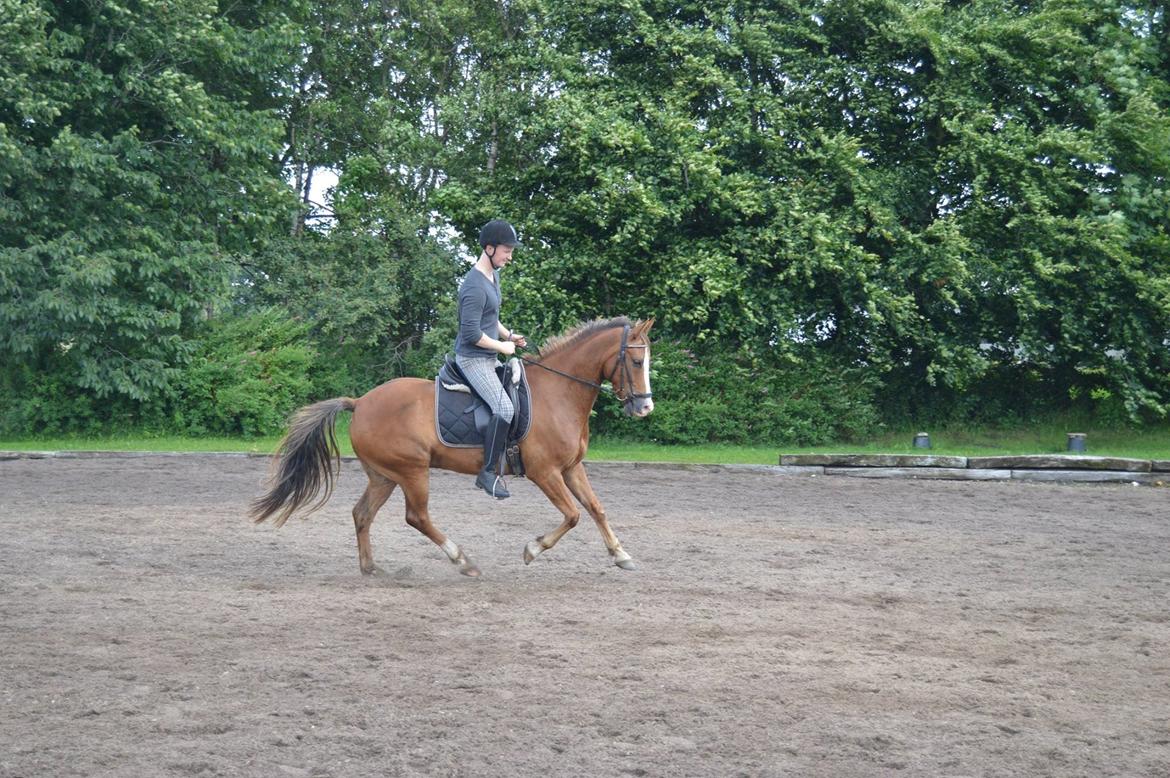 New Forest Simba billede 5