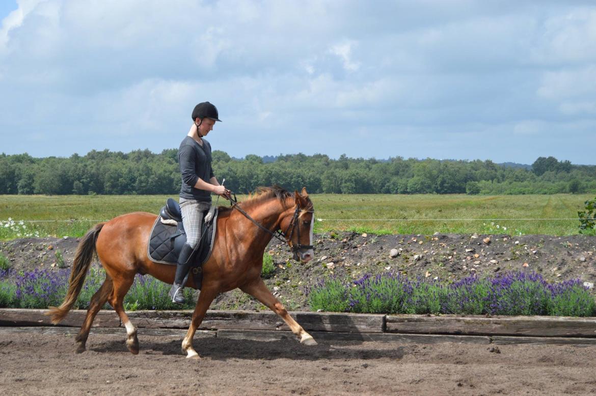 New Forest Simba billede 7