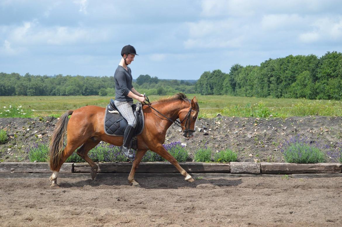 New Forest Simba billede 6