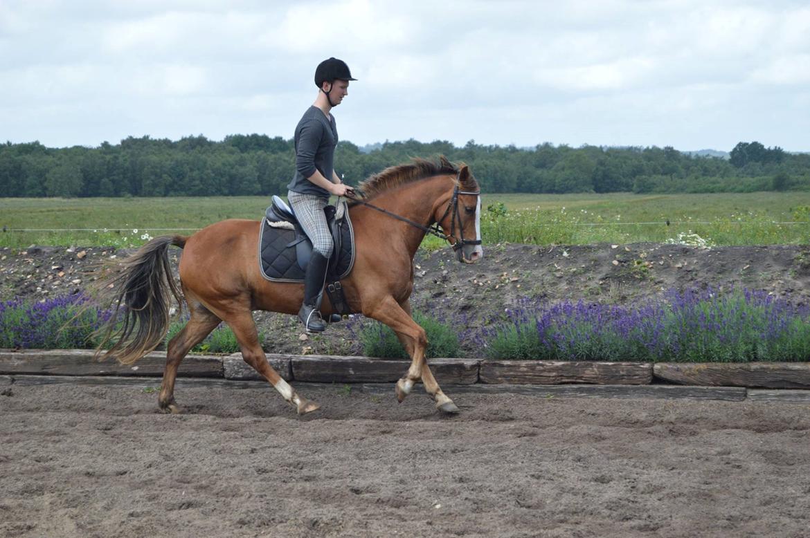 New Forest Simba billede 9