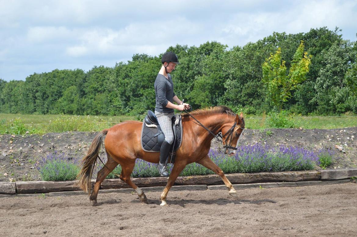 New Forest Simba billede 10