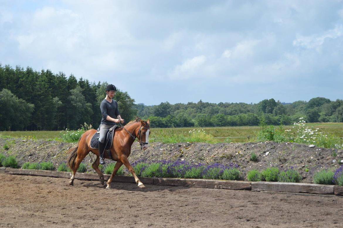 New Forest Simba billede 8