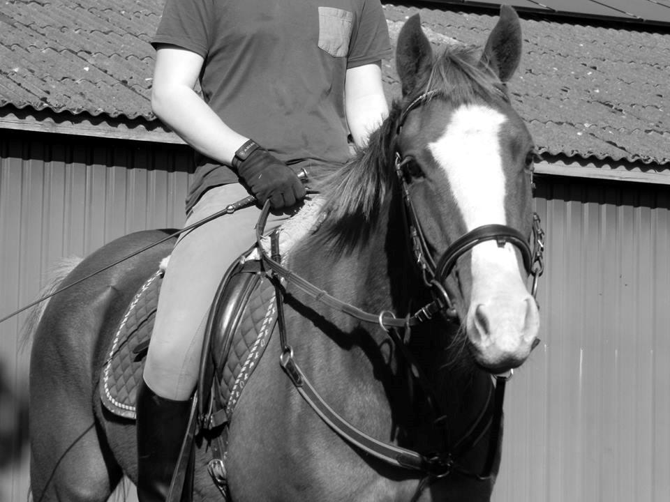 New Forest Simba billede 11