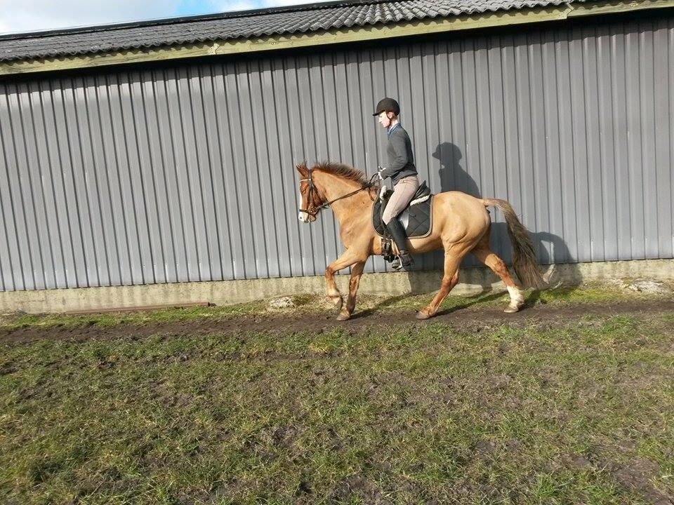 New Forest Simba billede 12