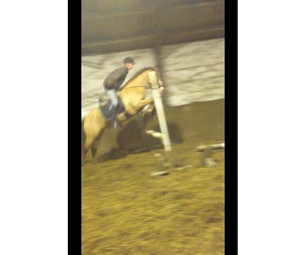 New Forest Simba billede 13