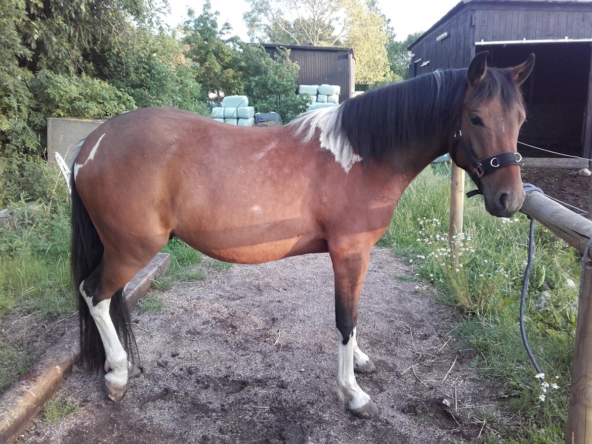 Pinto Ovenbygaards Mallard billede 1