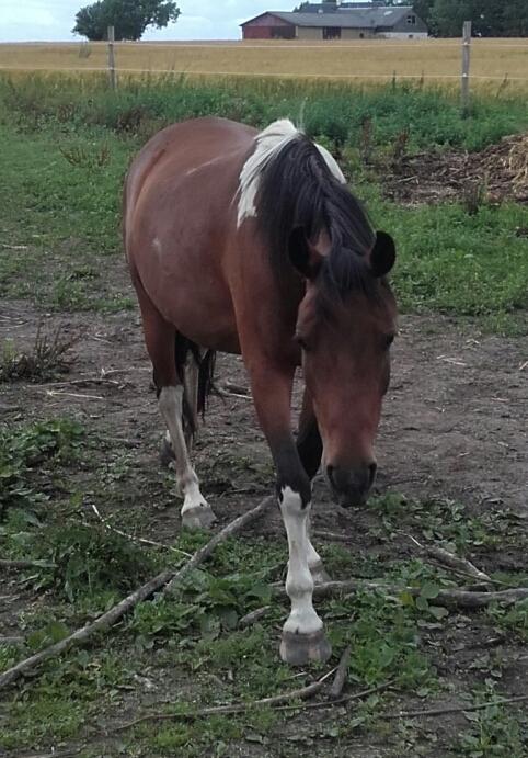 Pinto Ovenbygaards Mallard billede 2