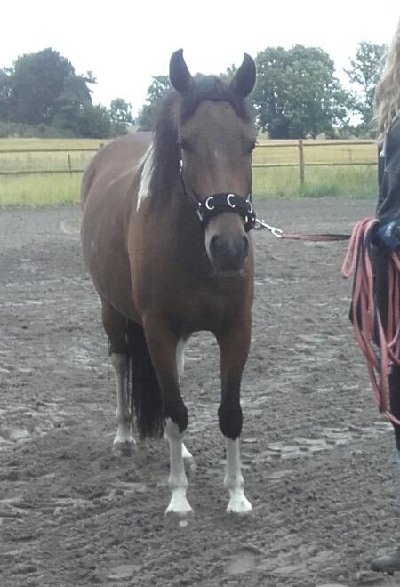 Pinto Ovenbygaards Mallard billede 3