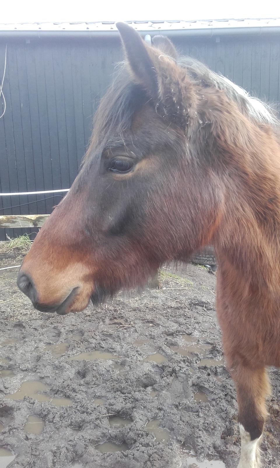 Pinto Ovenbygaards Mallard billede 4