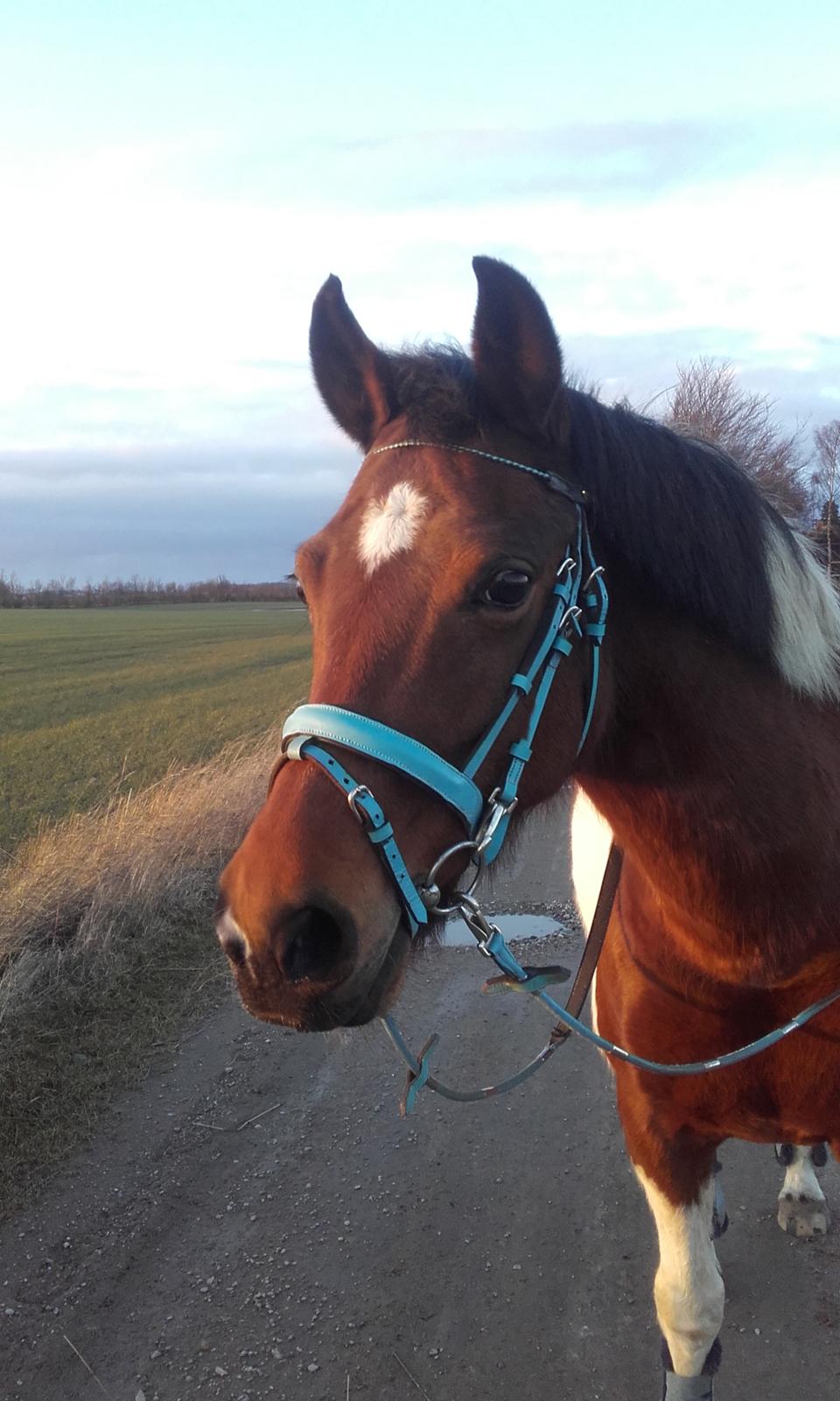 Pinto Kærsgaards Couler Lady (Lady) billede 4