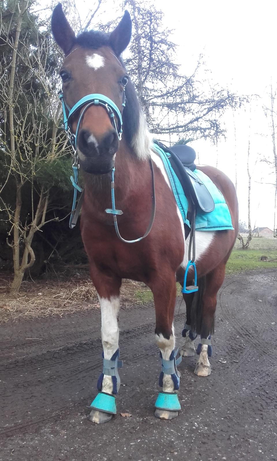Pinto Kærsgaards Couler Lady (Lady) billede 3