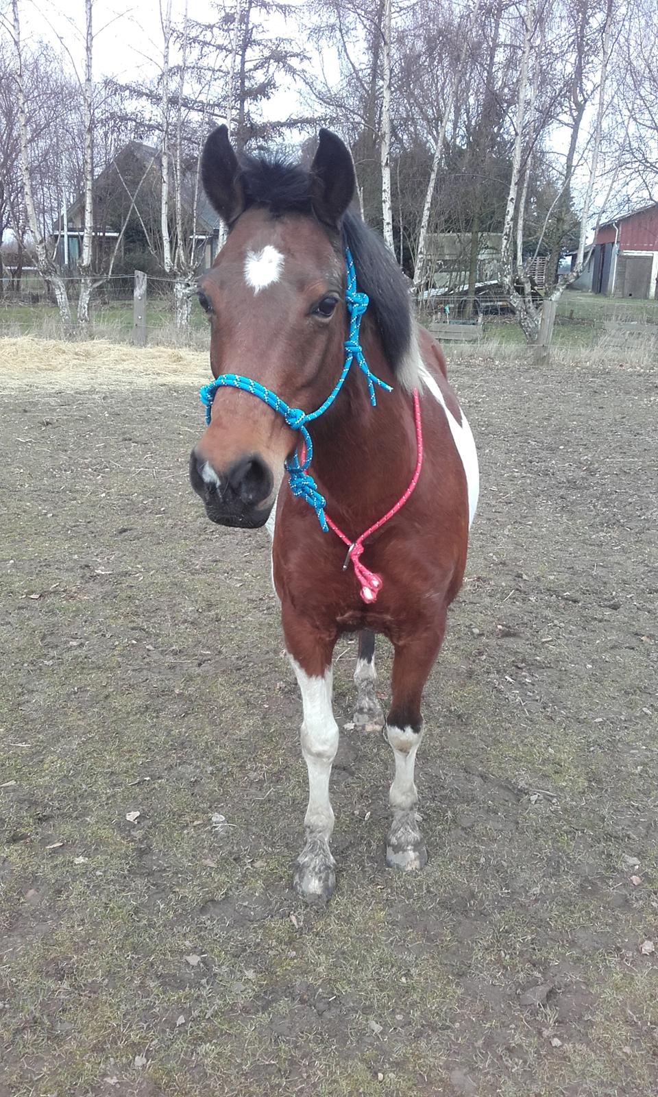 Pinto Kærsgaards Couler Lady (Lady) billede 7
