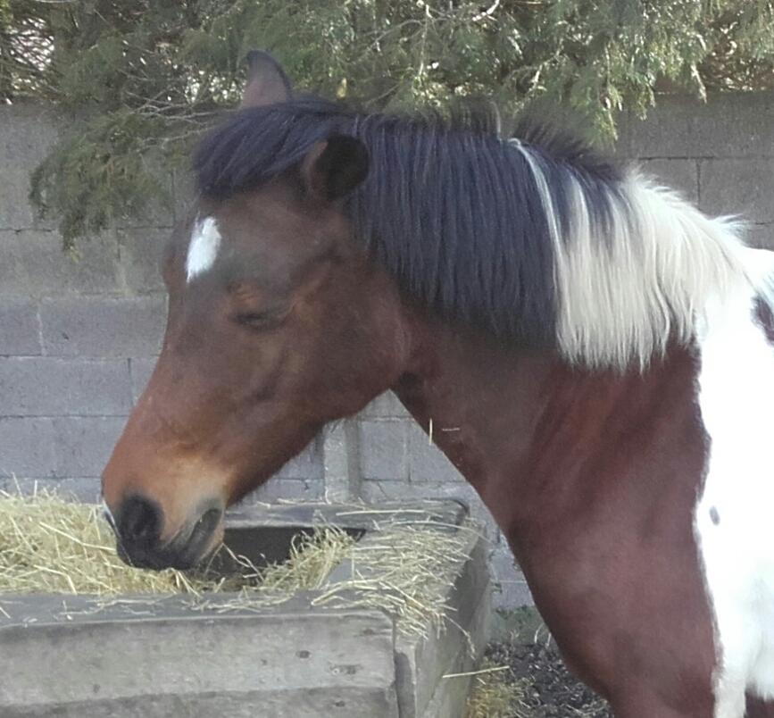 Pinto Kærsgaards Couler Lady (Lady) billede 6