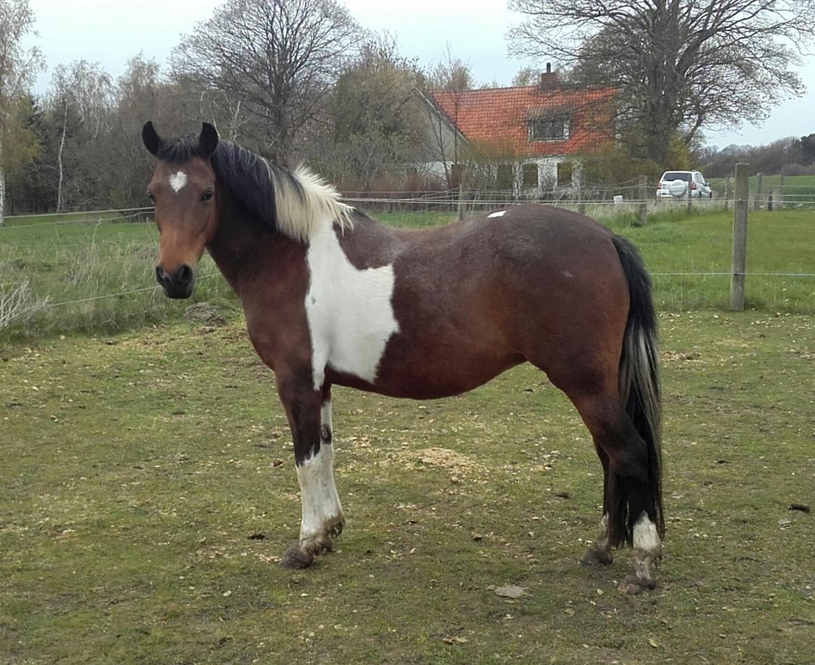 Pinto Kærsgaards Couler Lady (Lady) billede 5