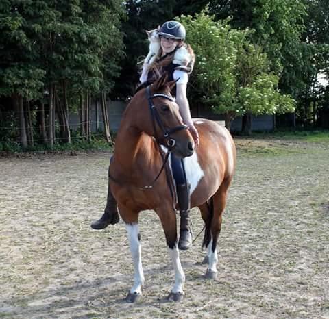 Pinto Kærsgaards Couler Lady (Lady) billede 2