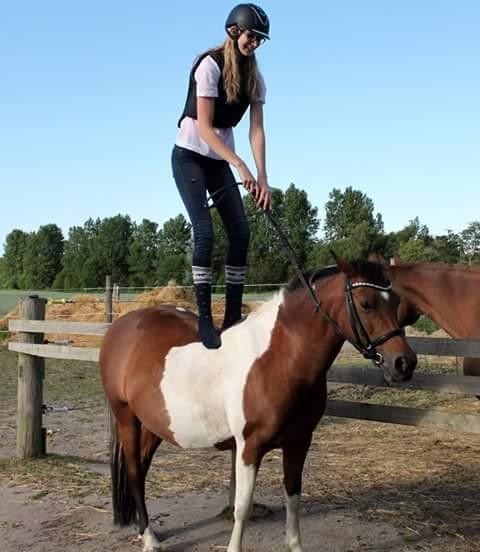 Pinto Kærsgaards Couler Lady (Lady) billede 9