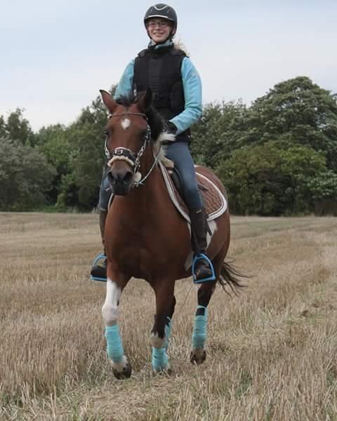Pinto Kærsgaards Couler Lady (Lady) billede 8