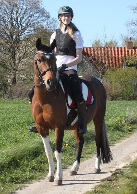 Pinto Kærsgaards Couler Lady (Lady) billede 1