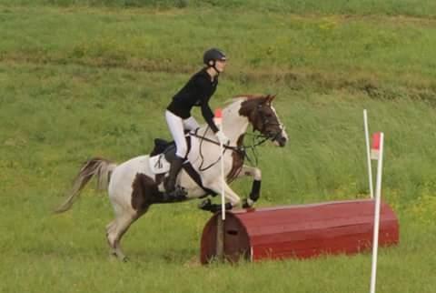 Pinto Sally billede 7