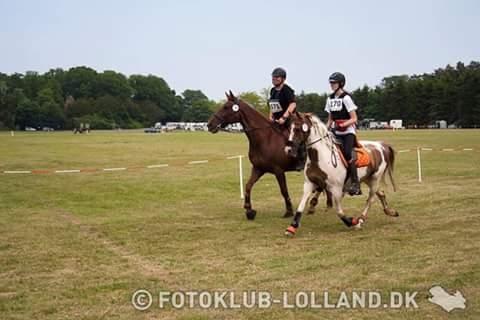 Pinto Sally billede 10