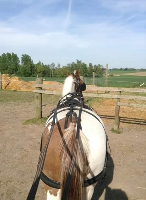 Pinto Sally billede 11