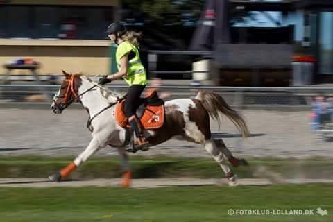 Pinto Sally billede 13