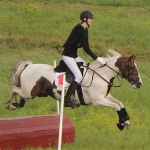 Pinto Sally billede 14