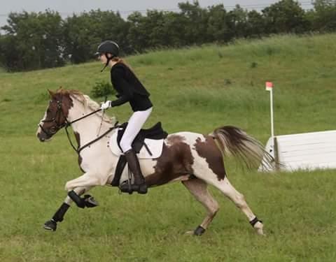 Pinto Sally billede 15