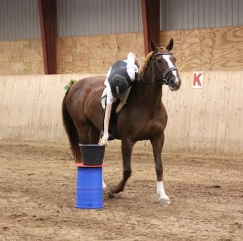 Dansk Varmblod Arizona billede 18