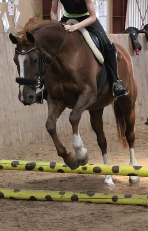 Dansk Varmblod Arizona billede 19