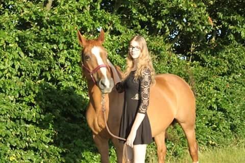 Dansk Varmblod Arizona billede 1