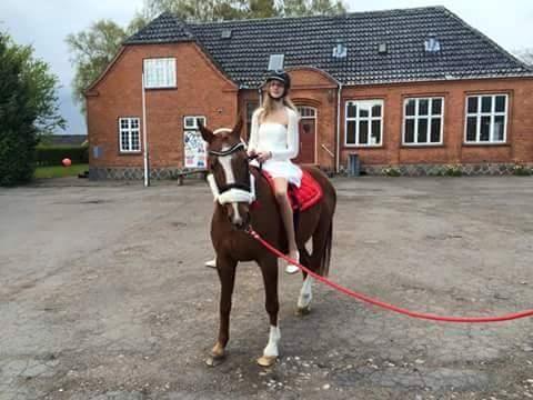 Dansk Varmblod Arizona billede 2