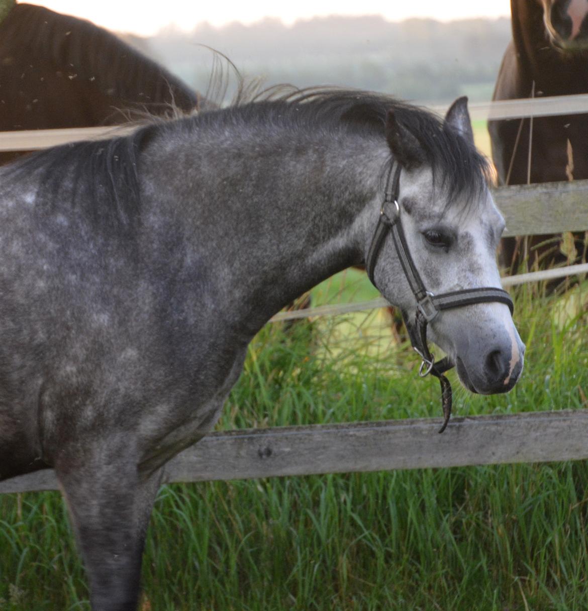 Welsh Mountain (sec A) Fakla Dream Away billede 7