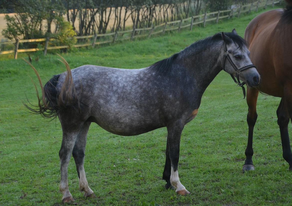 Welsh Mountain (sec A) Fakla Dream Away billede 9