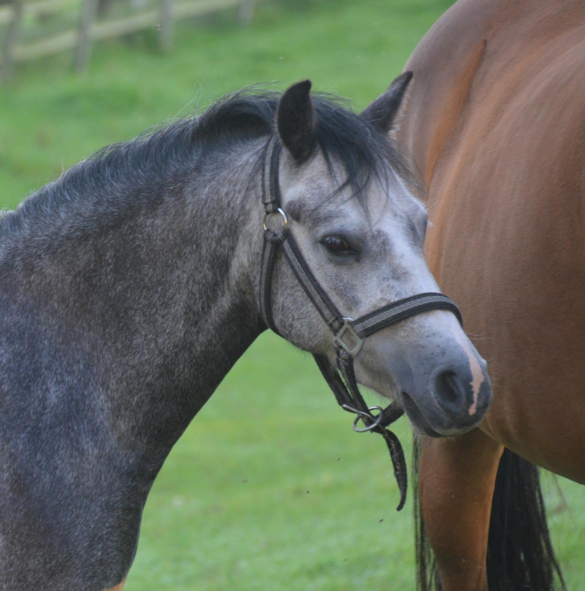 Welsh Mountain (sec A) Fakla Dream Away billede 11