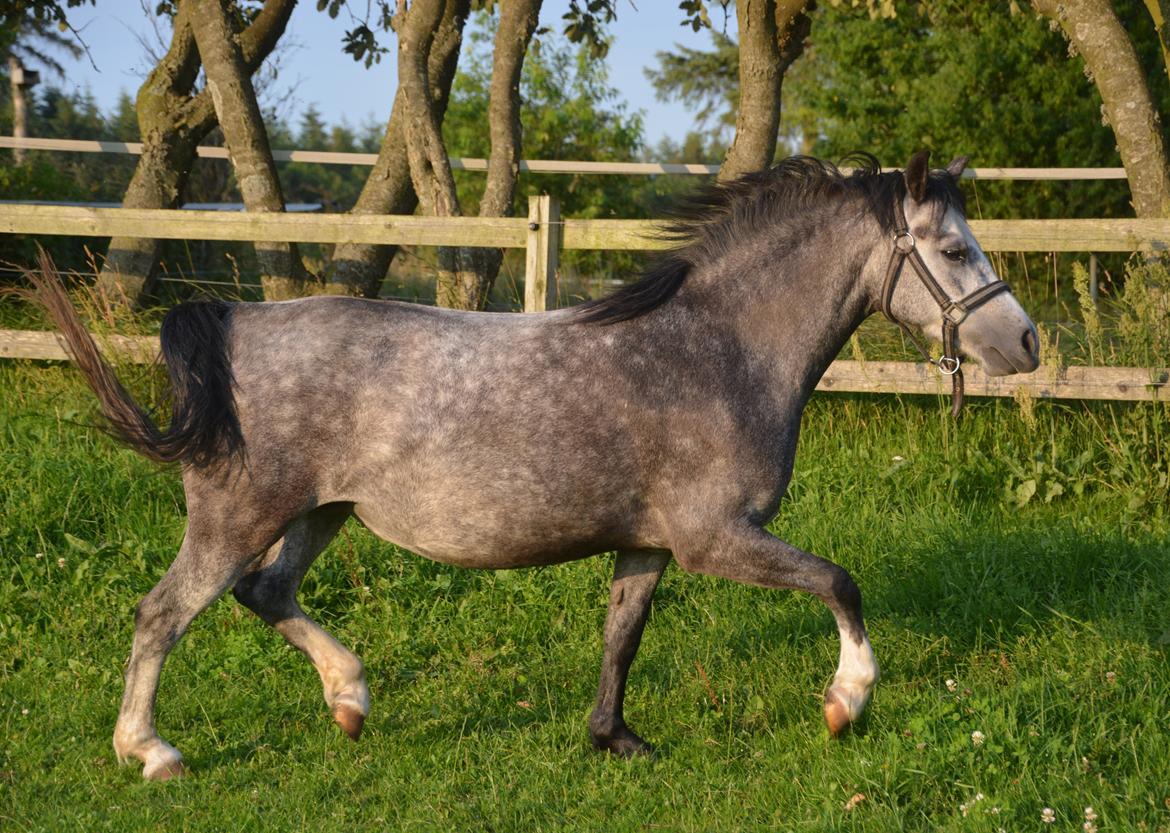 Welsh Mountain (sec A) Fakla Dream Away billede 12