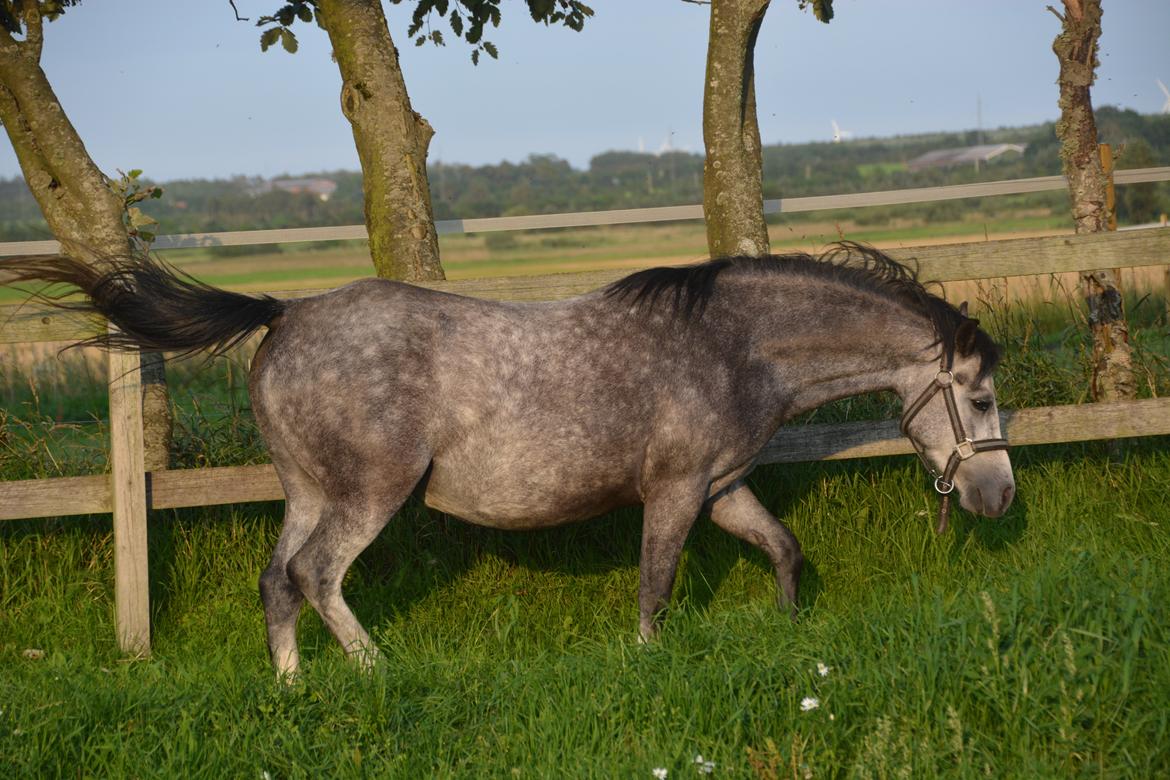 Welsh Mountain (sec A) Fakla Dream Away billede 13