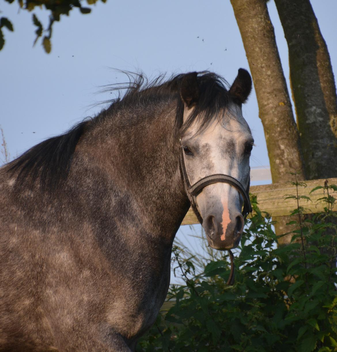 Welsh Mountain (sec A) Fakla Dream Away billede 14