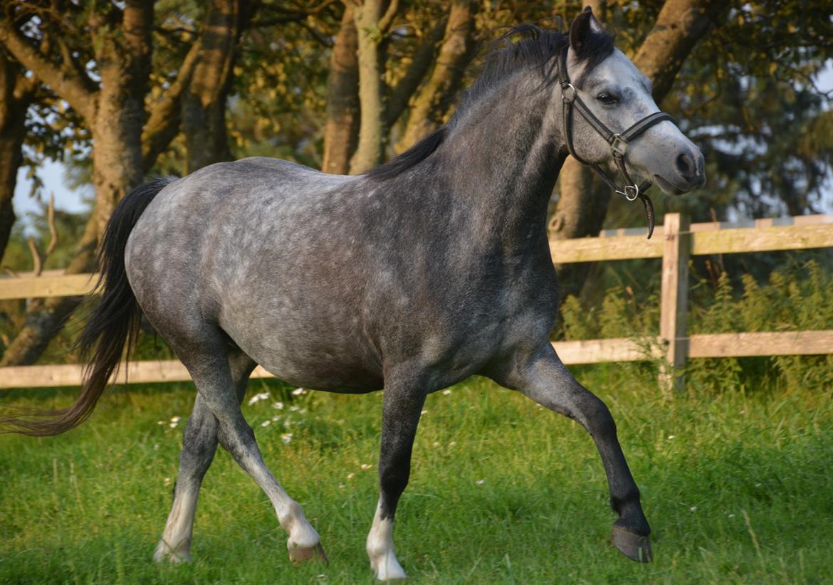 Welsh Mountain (sec A) Fakla Dream Away billede 16